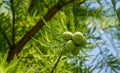 Close-up of cones and graceful foliage Bald Cypress Taxodium Distichum swamp, white-cypress, gulf or tidewater red cypress Royalty Free Stock Photo