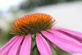 Coneflower Royalty Free Stock Photo