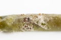 Close up conidium germinates fungus Botrytis spp. common name gray mold on green chili tissue