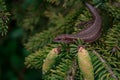 Close-up conifer branch with lots of cones Royalty Free Stock Photo