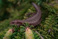 Close-up conifer branch with lots of cones Royalty Free Stock Photo