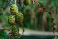 Close-up conifer branch with lots of cones Royalty Free Stock Photo
