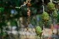 Close-up conifer branch with lots of cones Royalty Free Stock Photo