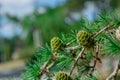 Close-up conifer branch with lots of cones Royalty Free Stock Photo