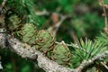 Close-up conifer branch with lots of cones Royalty Free Stock Photo