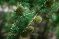 Close-up conifer branch with lots of cones Royalty Free Stock Photo