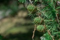 Close-up conifer branch with lots of cones Royalty Free Stock Photo