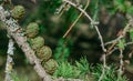 Close-up conifer branch with lots of cones Royalty Free Stock Photo