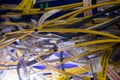 Close-up of connected wires of rack mounted server Royalty Free Stock Photo
