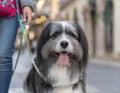 Close-up of a content dog being walked on a bustling city street by its owner Royalty Free Stock Photo