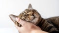 A close-up of a content tabby cat being gently petted, eyes closed in bliss, while a hand cradles its head. The background is Royalty Free Stock Photo