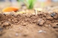 close-up of contrasting layers of sandy, loamy, and clay soil