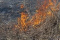 Close up of a Controlled Prairie Burn