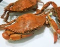 Cooked blue crabs sprinkled with salt and old bay seasoning Royalty Free Stock Photo