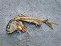 Cooked Mackerel Fish Leftover Showing Bones on Floor