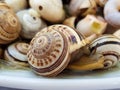 Close-up of cooked snails. A Typical portuguese snack Royalty Free Stock Photo