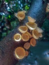 Close up Cookeina tricholoma or Phylum Ascomycota,orange mushrooms in nature background.