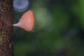 Close up Cookeina tricholoma or Phylum Ascomycota,orange mushrooms in the nature background. Royalty Free Stock Photo