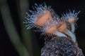 Close up Cookeina tricholoma or Phylum Ascomycota,orange mushrooms in the nature background. Royalty Free Stock Photo