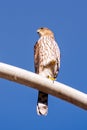 Close up of Cooper`s hawk perched on a street light pole on a sunny day, Santa Barbara, California Royalty Free Stock Photo