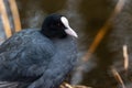 Close up of coot builds a nest under the bridge