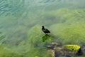 Close up of a coot, with its distinctive white beak and black plumage Royalty Free Stock Photo