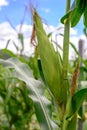 Close up of cop corn in field