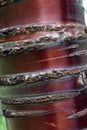 Close Up of the Copper Colored Bark of a Tibetan Cherry Tree Royalty Free Stock Photo