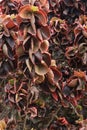 Close up of a Copperleaf plant at Gol Gumbas