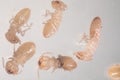 Close up of Coptotermes sp. is a genus of termites in the family Rhinotermitidae for education. Royalty Free Stock Photo