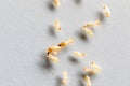 Close up of Coptotermes sp. is a genus of termites in the family Rhinotermitidae for education. Royalty Free Stock Photo