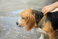 Close up with copy space of old beagle dog took a shower and wet fur outside the house with woman owner`s hand washing to clean Royalty Free Stock Photo