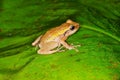 Close up of coqui frog on a green leaf
