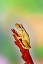 Close up of coqui frog on a red bromeliad flower