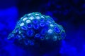 Close-up coral button in a marine aquarium. Royalty Free Stock Photo