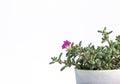 Close up Coral Carpet Sedum album succulent plant isolate on white background.Stonecrops Royalty Free Stock Photo