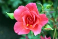 Close Up of a Coral Cinco de Mayo Rose