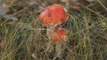 Coral fly-agaric fungi wildly sprouting. Fly agaric amanita muscaria toadstood mushroom with red cap and white warts