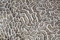 Coral fossil texture Royalty Free Stock Photo