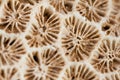 Close-up of coral found on Socotra Island, Yemen.