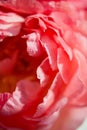 Bouquet of coral peonies in vase