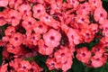 A close up of coral-pink flowers of Phlox paniculata garden, perennial or fall phlox of the `Sweet Summer Dream` cultivar Royalty Free Stock Photo