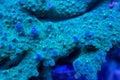 Close up of coral polyps