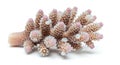 A close-up of coral, possibly Acropora sp., featuring multiple branching structures. The branches Royalty Free Stock Photo