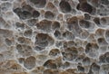 Close-up of coral sediment petrified. Royalty Free Stock Photo