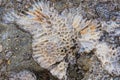 Close up of a coral skeleton on a rock on the shores of the Red Sea