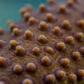 Close-up of a coral surface, possibly from the genus *Scleractinia*, showing Royalty Free Stock Photo