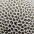 Close-up of a coral surface, showcasing intricate hexagonal patterns and polyps. The structure is Royalty Free Stock Photo
