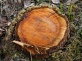 Close up of the core of a cut tree trunk Royalty Free Stock Photo