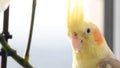 Close-up of a Corella parrot sitting on a tree branch. Tropical bird. Yellow parrot